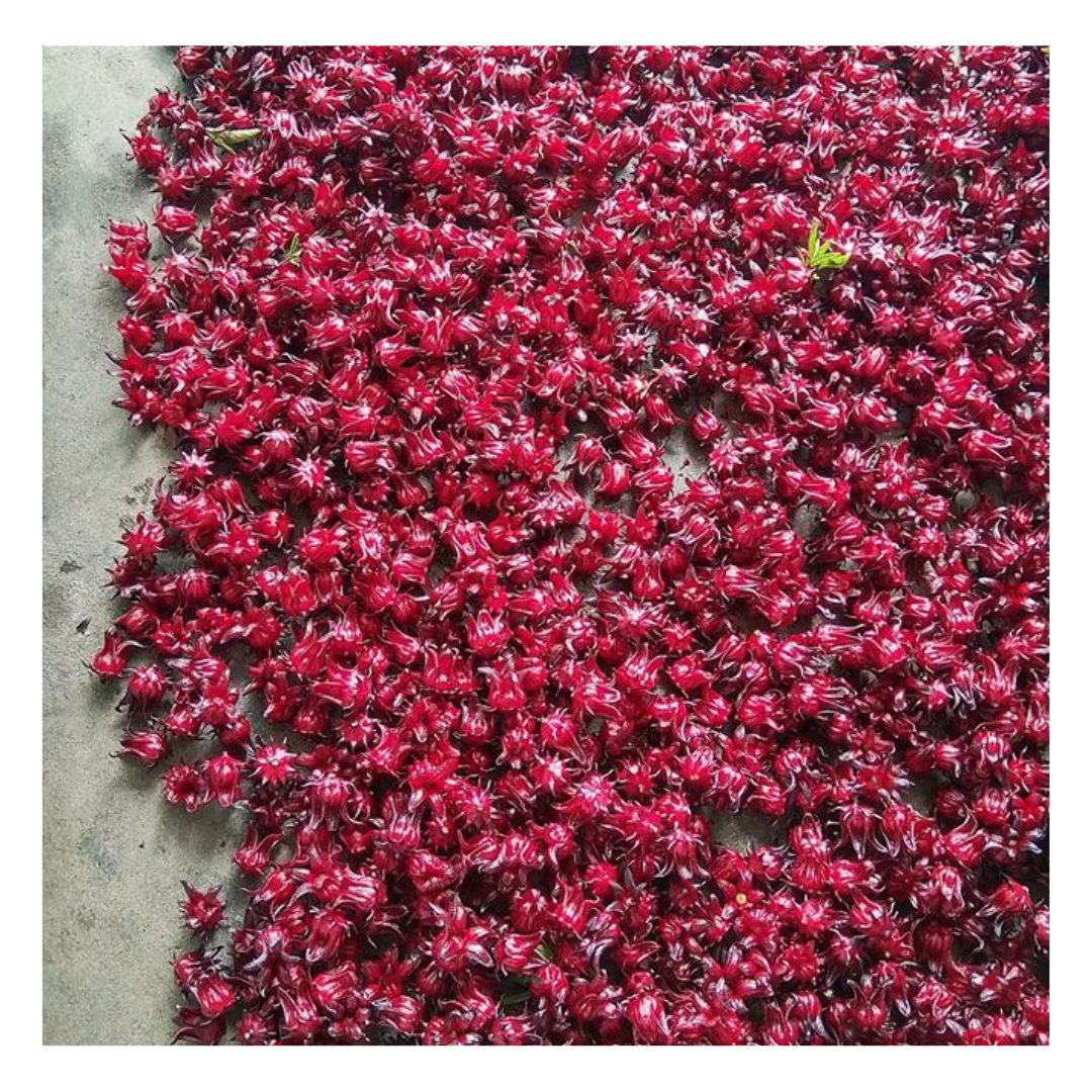 Raccolta karkadè fresco - fiori di ibisco Senegal